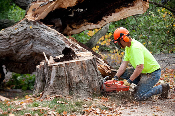 How Our Tree Care Process Works  in  Charlotte, NC